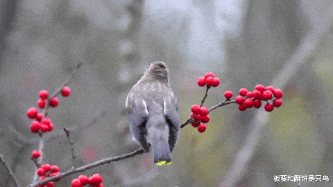 #猫头鹰#养鸟人不知道的冷知识，麻雀不是一种鸟，40斤重的鸟也会飞