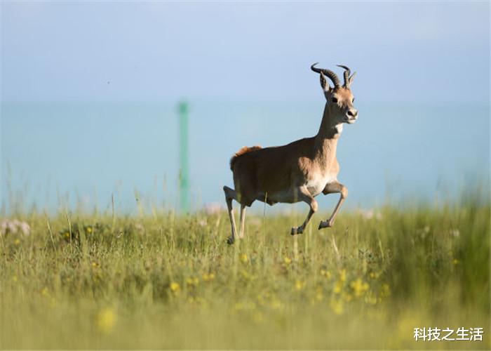 『科学家』又出“新麻烦”了，青藏高原出现了不该有的生物，可能危及人类！