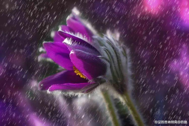 旧爱|9月内，前任回头，旧爱重燃，四大生肖桃花运滚滚，把爱紧握手中