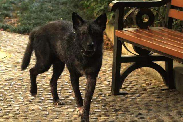 ＂那只黑狗”，在只有流浪猫能活下来的湾区，孤独地改写了历史