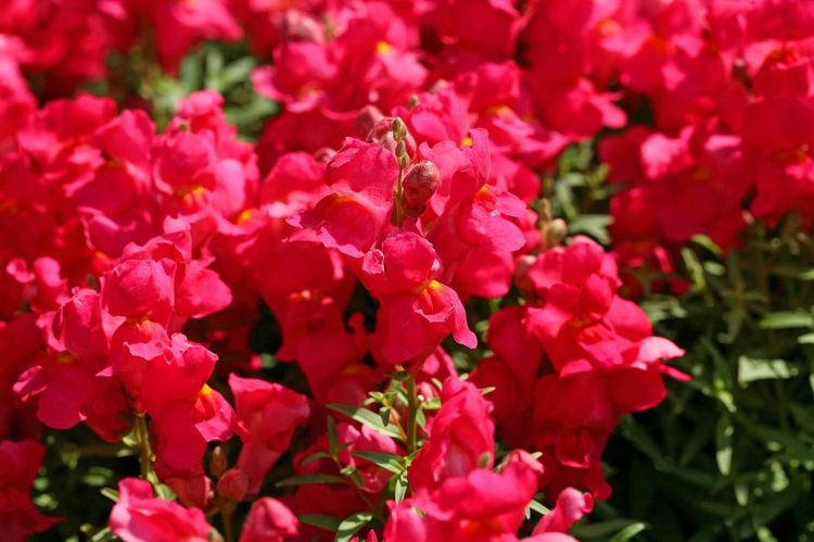 生肖|就在本周，前任余情未了，真爱永恒，选择开始新爱情的4大生肖！