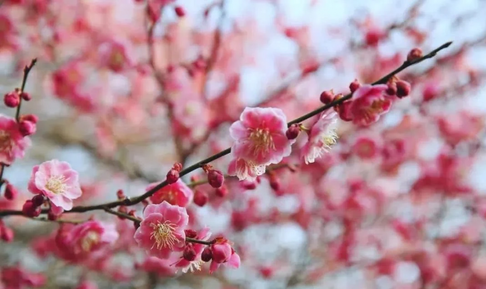 运势|9月事业不得了,10月身价了不得,4生肖天天接大喜,月月迎贵人