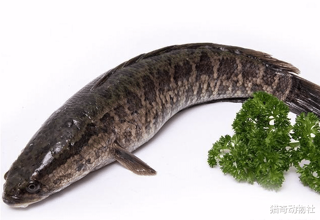 『』黑鱼在淡水水域中有没有天敌？是哪种鱼？