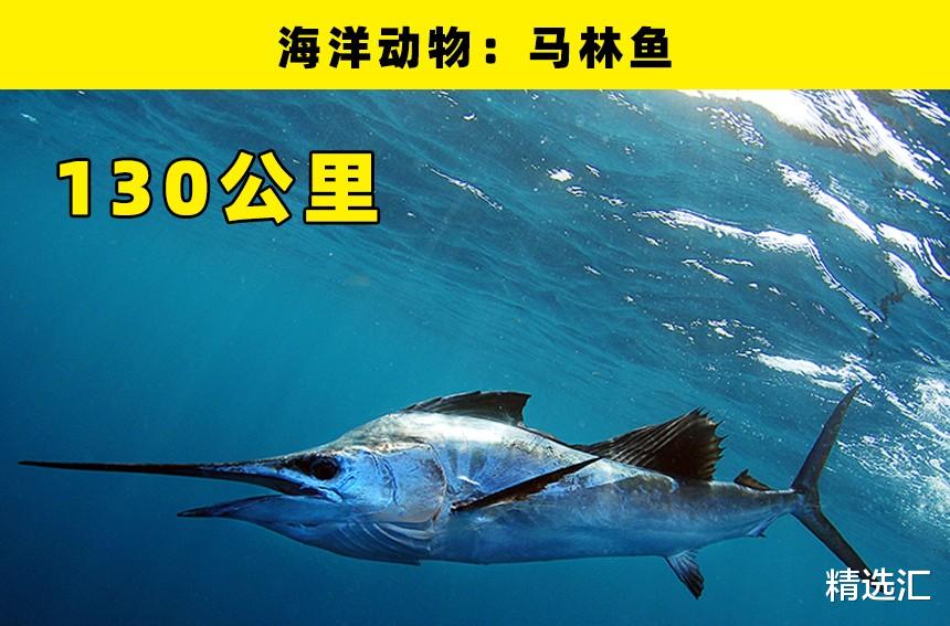 道奇|“世界之最”：盘点世界上最快的7种超快事物