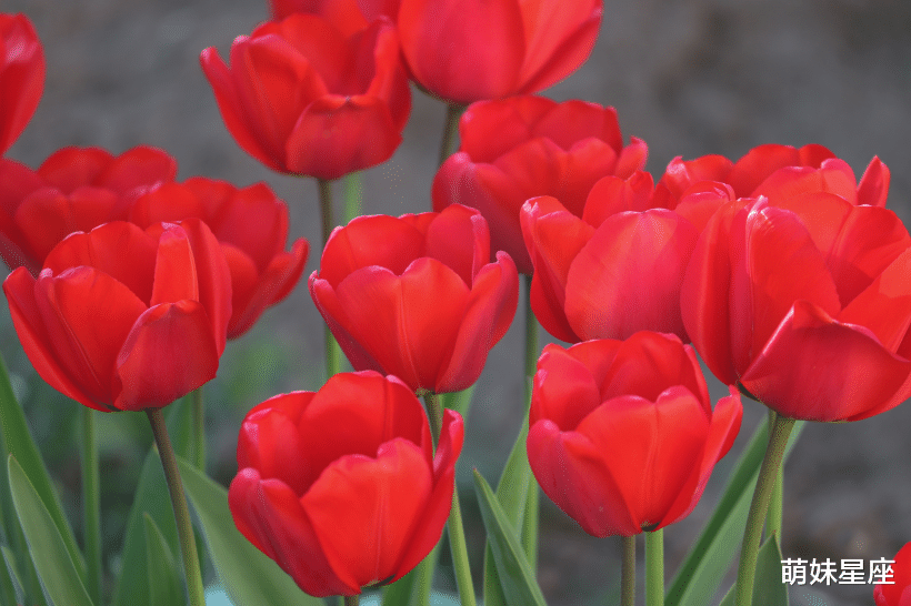 白羊座|11月初，甜蜜爱情不请自来，有机会遇到一生真爱的四大星座！