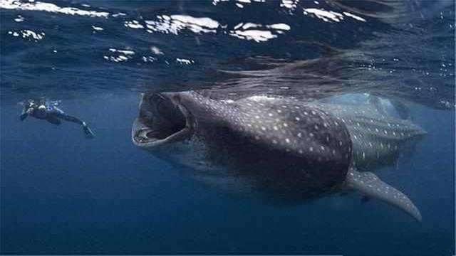 木星|木星离地球7亿公里,为啥还有人得“木星恐惧症”?看图你就懂了