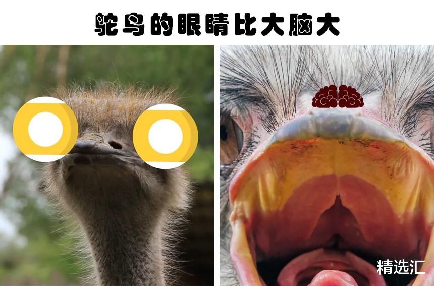 蜘蛛：可能会让很多人意想不到的10个冷知识