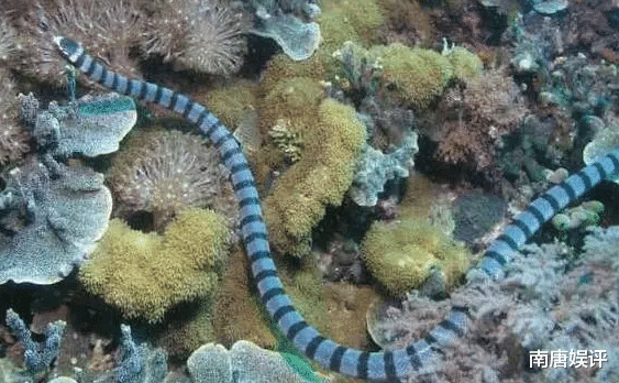 贝尔·格里尔斯|世界上最毒的蛇排名，最后一种贝爷都不敢惹，你敢惹吗?