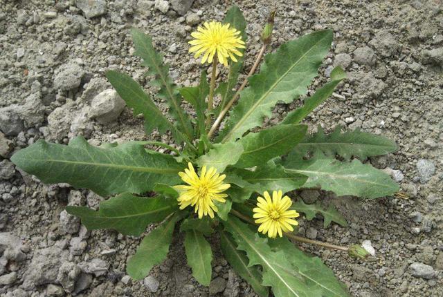 『脾胃虚寒』蒲公英泡水好处多，但并不适合所有人，尤其是这3类人要远离