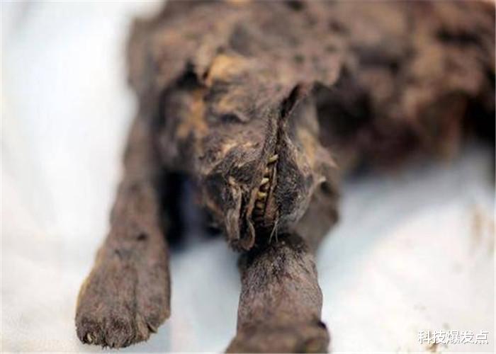 全球变暖■气候变化很有可能导致,封存的巨型病毒出现,这不是闹着玩!