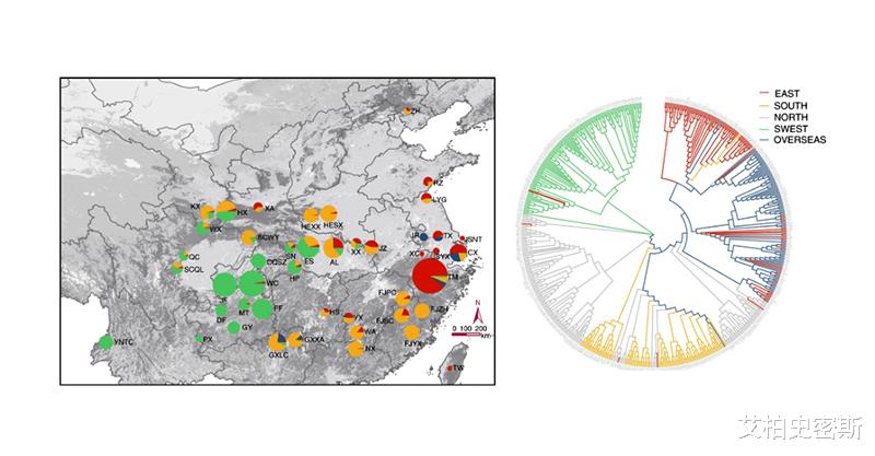 [基因]银杏属于濒危植物，为何在很多公园都有？基因测序告诉你答案！