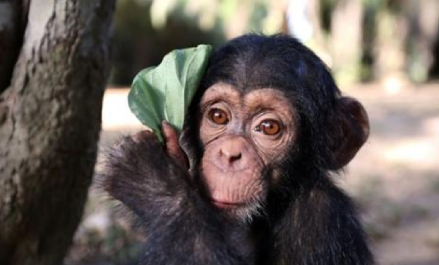 科学家|人和黑猩猩后代实验，外国科学家寻找的5个女子，结果怎样？