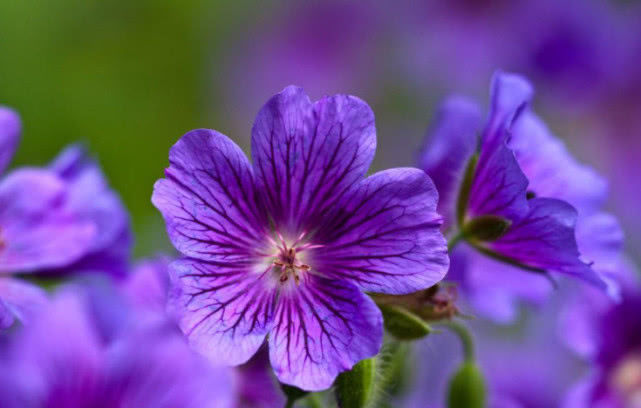 #天蝎座#此3生肖女从不缺钱,老公的钱都交给她管,富贵十足,真让人羡慕