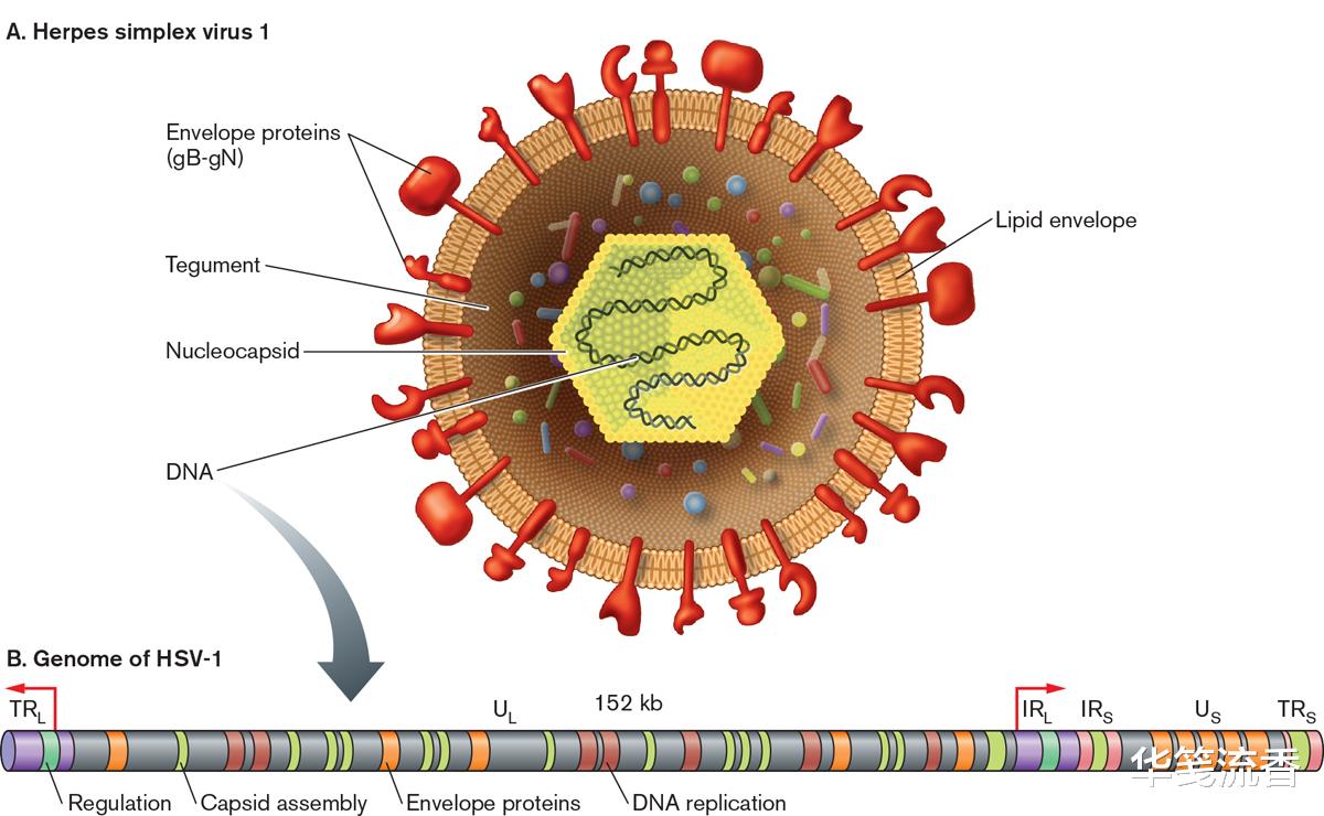 朊病毒|1种病毒可穿越血脑屏障,患者无药可救,探讨后发现生命在轮回