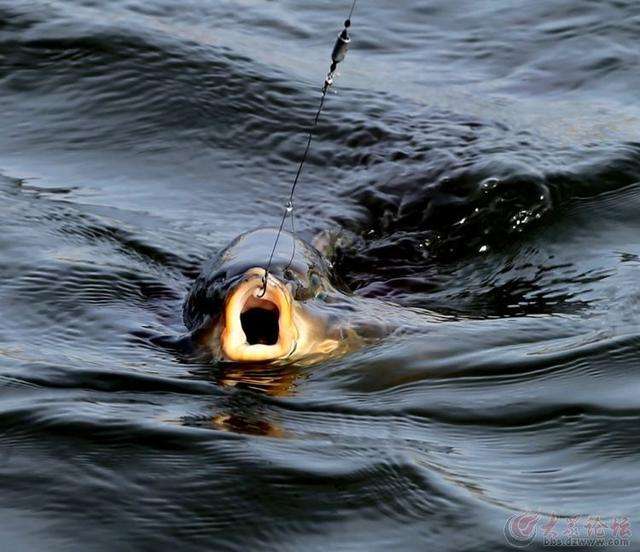 |钓鱼路上的遗憾一：那应声而断的主线