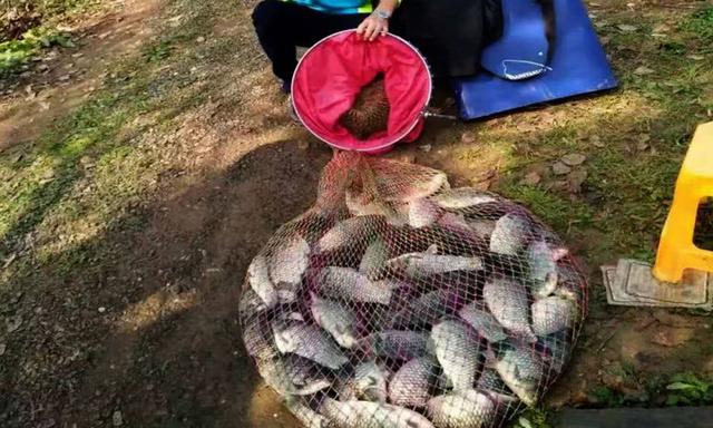 ##钓鱼打窝时，注意这3点，熟记5须知，钓好鱼不难