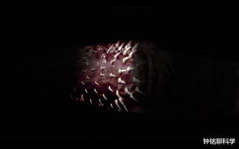 「后代」为什么猫科动物繁衍后代时，叫得撕心裂肺？