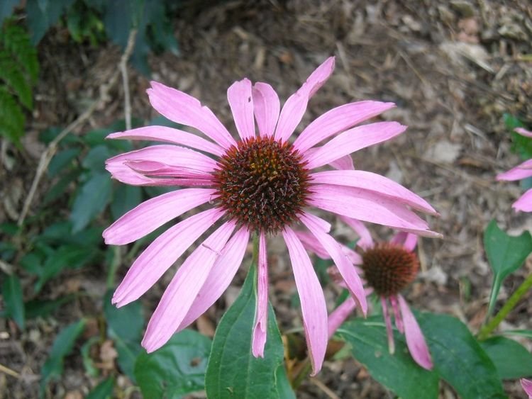 生肖|8月开始好运临门，大富大贵，步步高升，福气多多的四大生肖