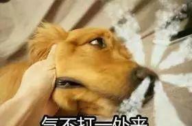 小孩用开水泼我的狗，我该怎么办？