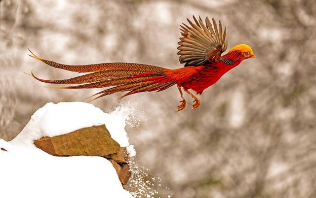 红腹锦鸡|世界上最“罕见”的鸟类,长得像凤凰,全球数量不超过40只