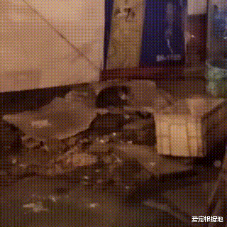 比流浪猫还惨的家猫，大冬天被主人拴在室外，三天吃上一顿饭