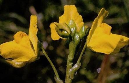 |盘点世界十大剧毒植物排行榜