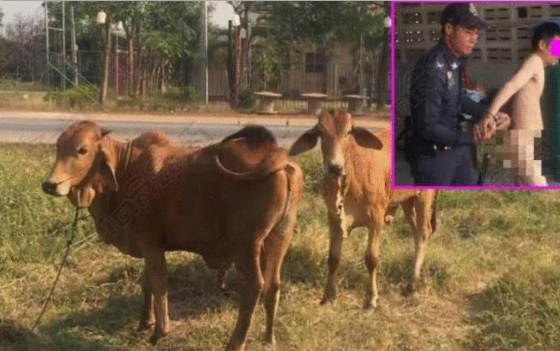 印度|印度男子与母牛发生关系，被人拍照举报，相关部门下达奇葩规定！