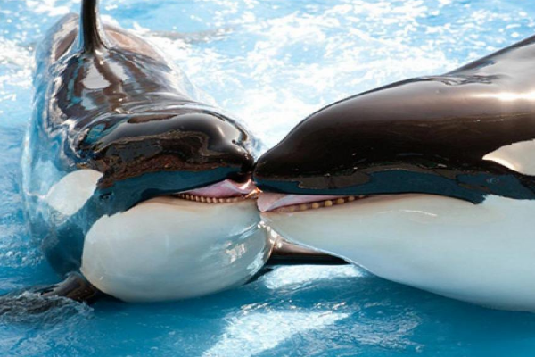 恒星|野生虎鲸杀戮成性，为什么唯独不吃人类反而亲近人类？