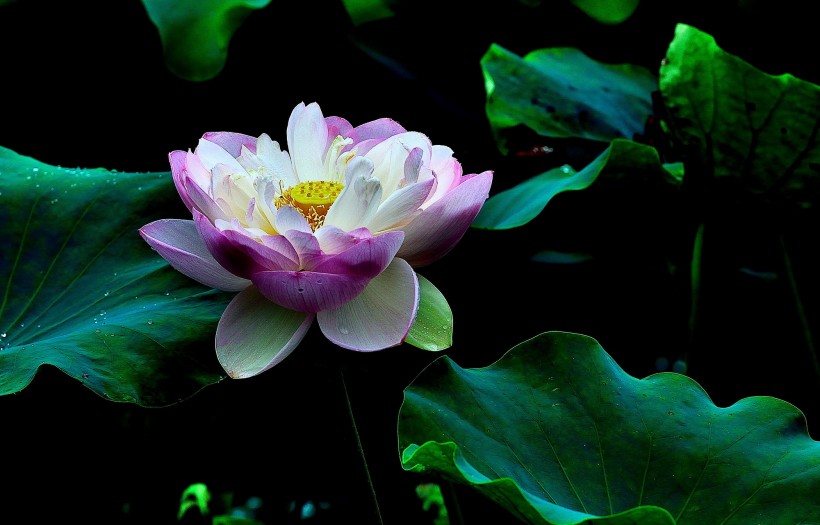 [生肖]7月开始，桃花运围绕，月老敲门送姻缘，甜蜜过日子的4大生肖