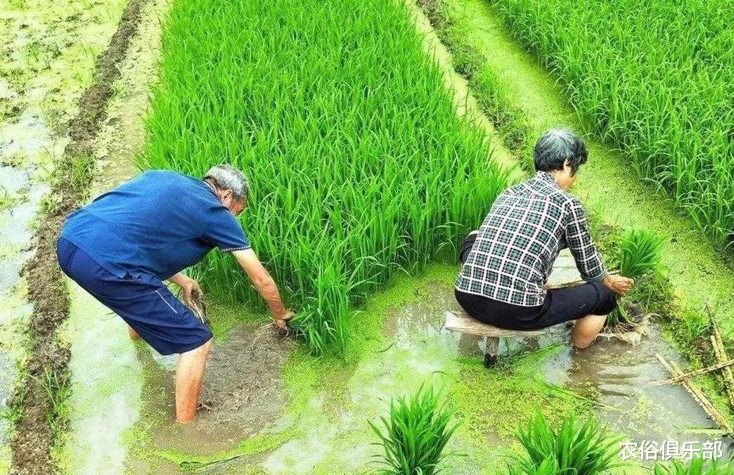 |中国农夫弯腰插秧,缅甸农民则站着插秧,一个更快,一个更轻松