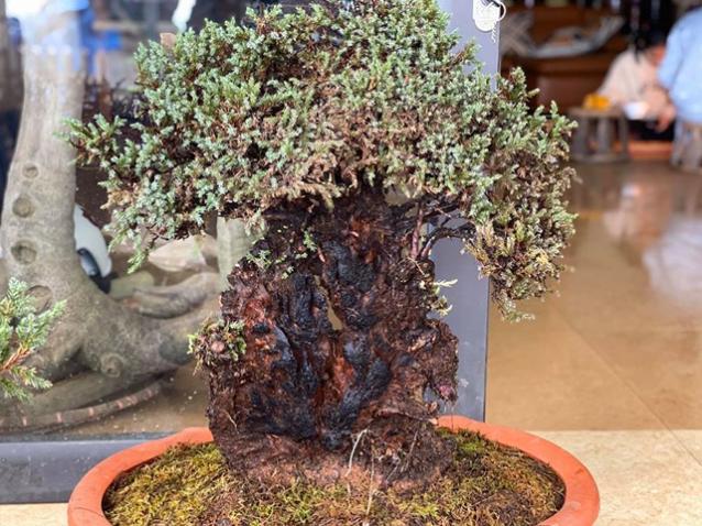 【外卖小哥】男子花3年时间从悬崖上采回5棵植物,如今有人出6万他不舍得卖