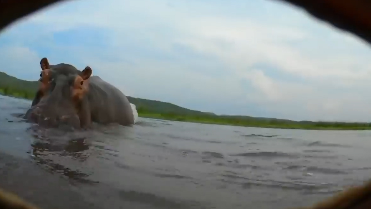 『生肖』属这几大生肖的人，内心稳重如石，从不违背良心，6月起头66开彩