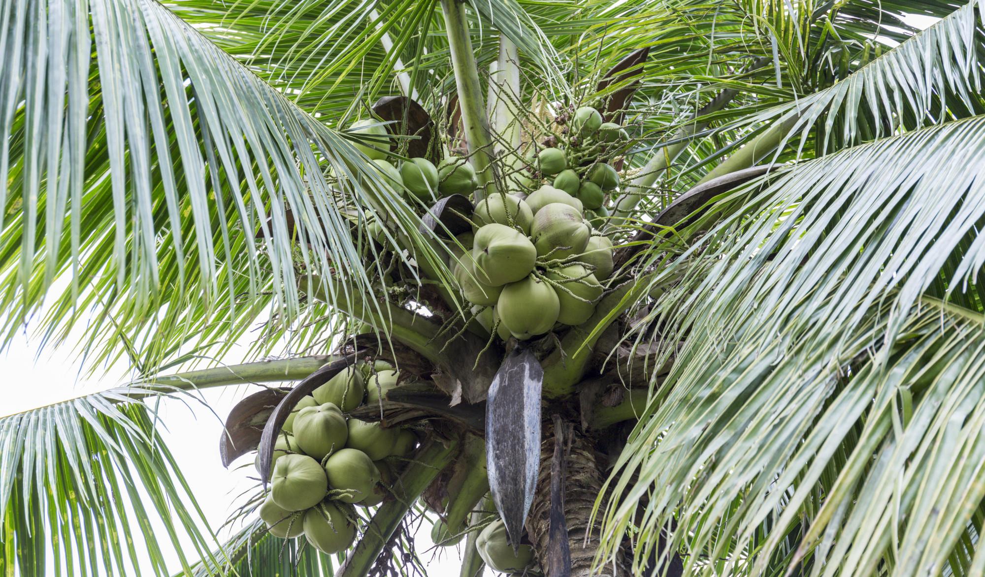 三亚▲曾经辉煌的海南亚洲论坛会址，如今却没有游客来，可惜了机场高铁