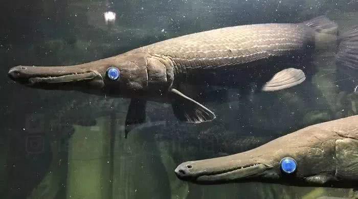 #水底奥秘#深海鱼:水下那么暗,我随便长长怎么了?