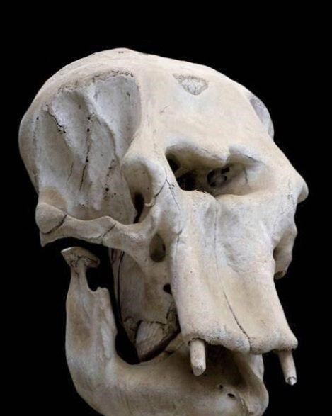 外星人|独眼巨人的传说是真的？西西里岛发现原型头骨，额头上还有伤口！