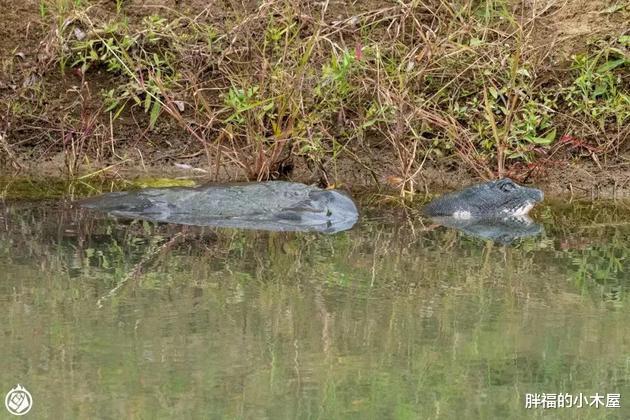 科学家|中国最长寿的生物，从清朝活到现在，人类将亲眼见证它的灭绝