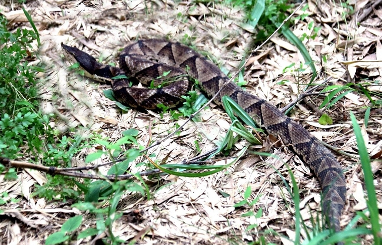 安徽商报|安徽一村民吓到腿软！剧毒五步蛇惊现家门口！正在吞食......