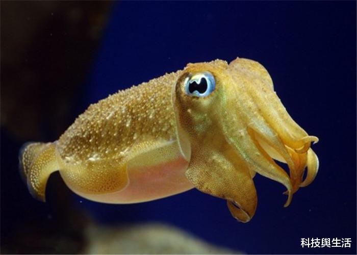 深海区■为何鱿鱼看到人类落水，会用力拖进深海区？真实原因被揭露！