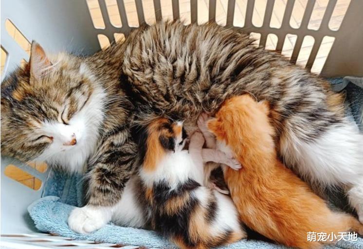 浪猫妈敲门狂喵，3分钟后沙发上产子，得知猫咪突送大礼的她泪目