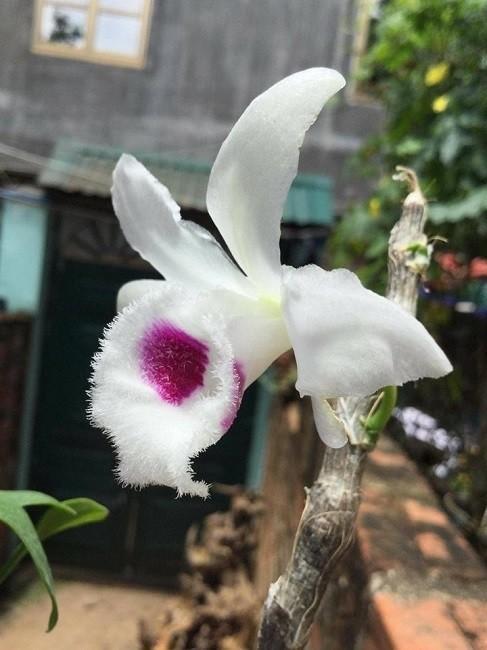 睹图|男子养的一盆变异兰花卖了352万，随后将这笔钱全都捐出去