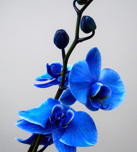 吉星|7月下旬起,4属相吉星庇佑,福禄将至,好运伴随左右,生活顺心