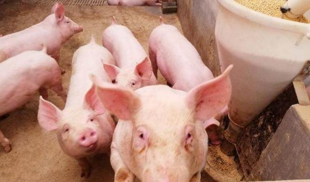 果然悠|猪肉30一斤，居民想念10块钱猪肉，何时能实现？看完就有数了