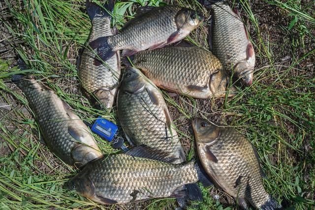 宁波|野钓鲫鱼，搓饵、拉饵、蚯蚓搭配散炮这样钓---皇禾渔具