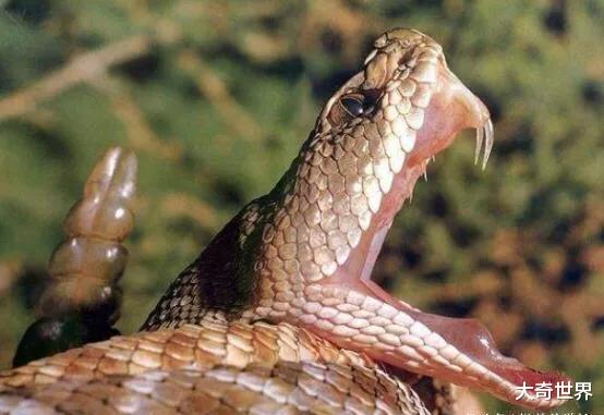 蟑螂▲杀不死的动物，身体坏了还可再生，脑袋没了还能跑？