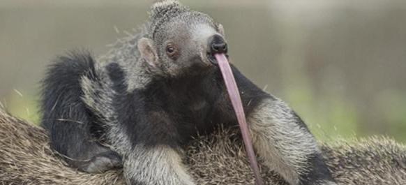 食蚁兽|一群行军蚁能否对付一只饥饿的食蚁兽？为什么？