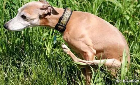 狗狗有这6种行为，是在向你“喊救命”，宠主不要忽略了