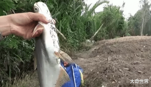 |一般人不在这里钓鱼，都看不到水了，钓上鱼还需要下水抓，不简单