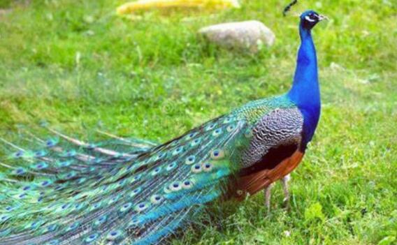 基因|男人的胡子有什么作用？为什么人类在进化过程中保留了胡子？