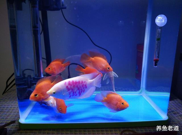 为什么某些观赏鱼的鱼缸里要加入陪伴鱼，这会有什么好处呢？