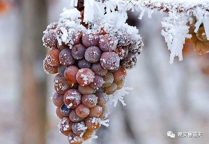 葡萄园：冰酒二三事